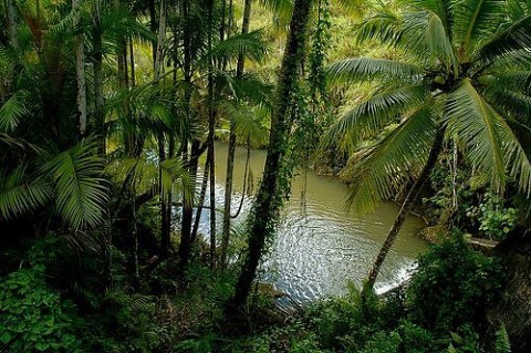 Naujosios Zelandijos džiunglės